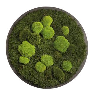 Moosbild Rund Wald- & Kugelmoos im Dunkelgrün - 2