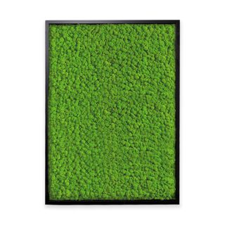 Deal: Moosbild mit Islandmoos