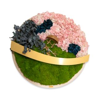 Moosbild Golden Belt Hydrangea