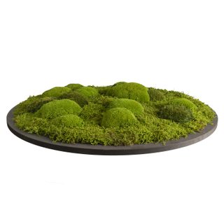 Moosbild Rund Wald- & Kugelmoos in Apfelgrün - 3