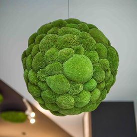 Moosball mit Ballenmoos