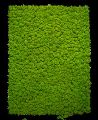 Moospaneel Napoleo PREMIUM Islandmoos