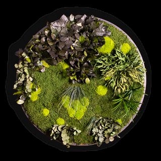 Moosbild Gigant Nature Eye London No. 3 - mit Pflanzenmoos
