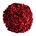 Hortensien Rot