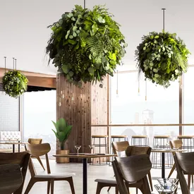 Hängende Moosbälle mit Eukalyptus in einem Restaurant